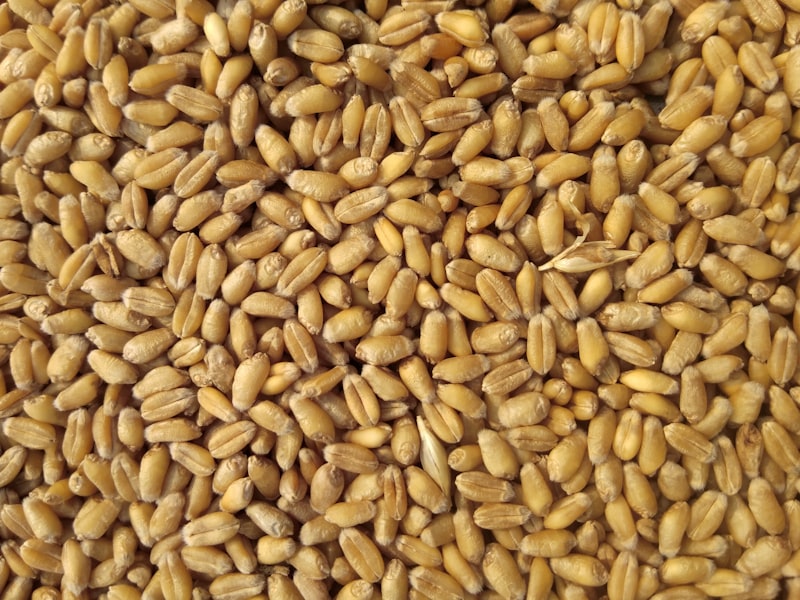 Grain & Animal Feed