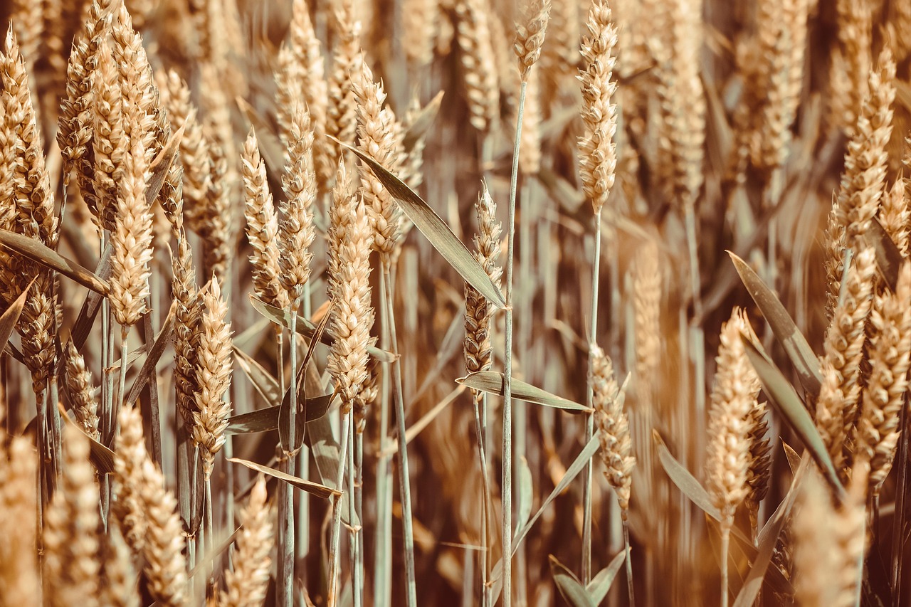 Wheat (Milling & Feed Grade)